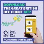 Great British Bee Count